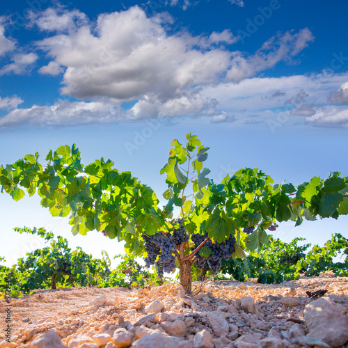 Photo: Bobal Wine grapes in vineyard raw ready for harvest Bobal Wine grapes in vineyard raw ready for harvest