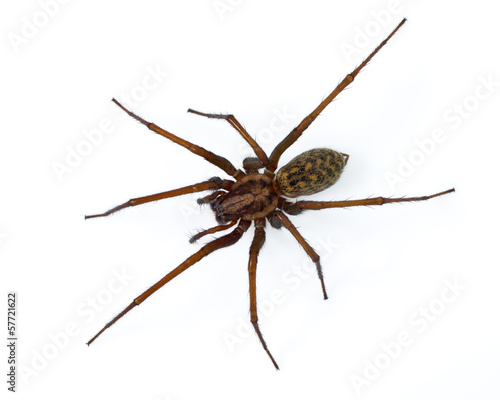 Photo: Tegenaria spider on white Tegenaria spider on white