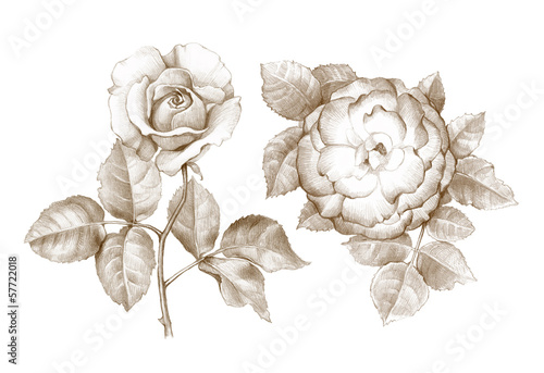 Illustration: Pencil drawing of roses Pencil drawing of roses