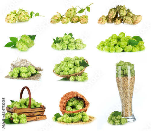 Photo: Green hop isolated on white Green hop isolated on white