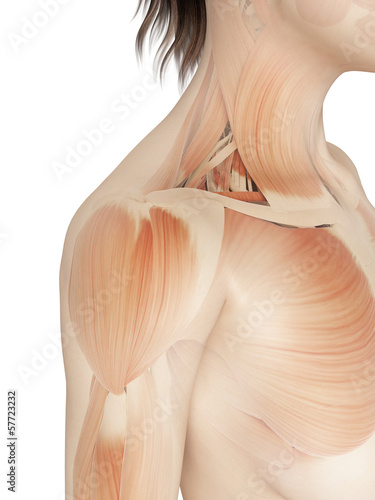 Illustration: female - muscles of the shoulder female - muscles of the shoulder