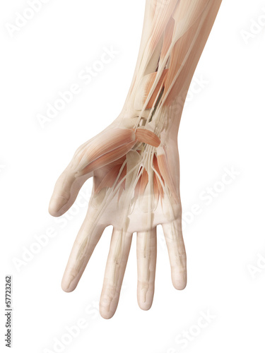 Illustration: anatomy of the human hand anatomy of the human hand