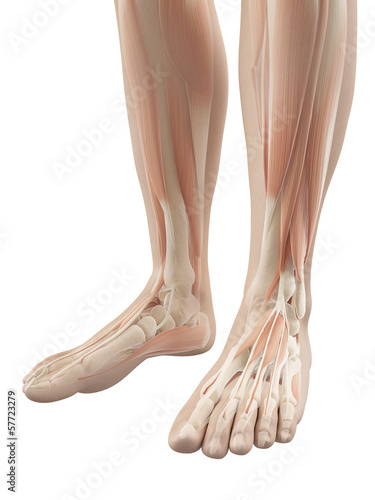 Illustration: muscles of the feet muscles of the feet