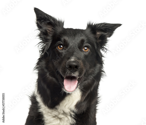 Photo: Border collie panting, looking away, isolated on white Border collie panting, looking away, isolated on white