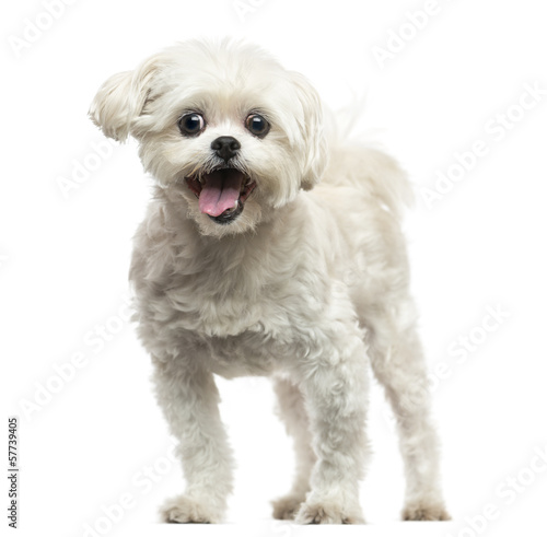 Photo: Front view of a Lhasa Apso panting, isolated on white Front view of a Lhasa Apso panting, isolated on white