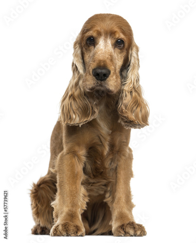 Photo: English Cocker Spaniel sitting, looking at the camera, isolated English Cocker Spaniel sitting, looking at the camera, isolated