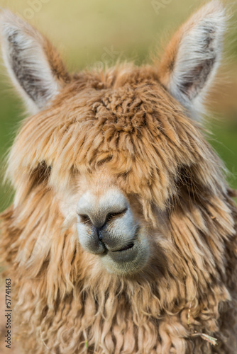 Photo: alpaca portrait peruvian Andes Cuzco Peru alpaca portrait peruvian Andes Cuzco Peru