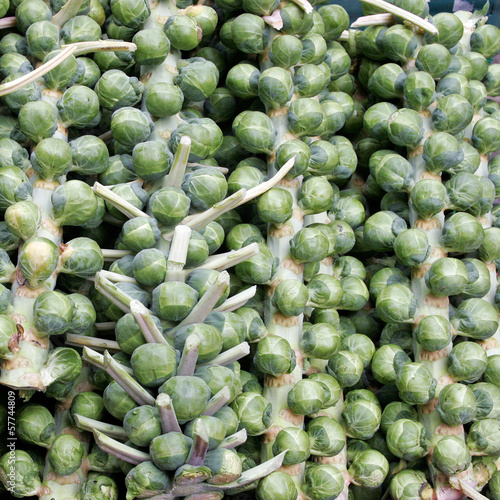 Photo: rosenkohl am strunk rosenkohl am strunk