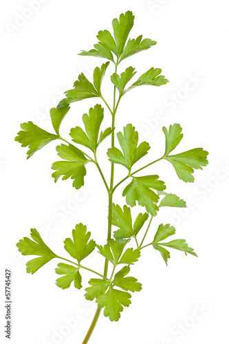 Photo: Parsley Parsley