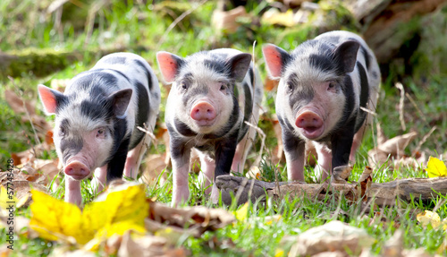 Photo: ferkel gruppe spielen im laub ferkel gruppe spielen im laub