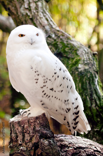 Photo: polar eule polar eule