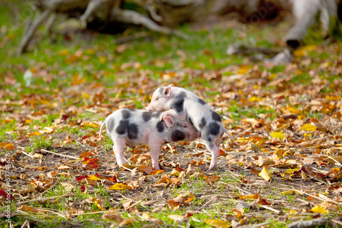 Photo: ferkel gruppe spielen im laub ferkel gruppe spielen im laub