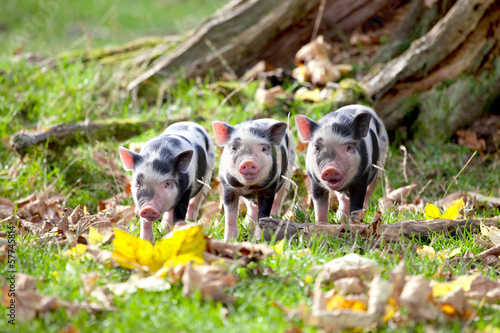 Photo: ferkel gruppe spielen im laub ferkel gruppe spielen im laub