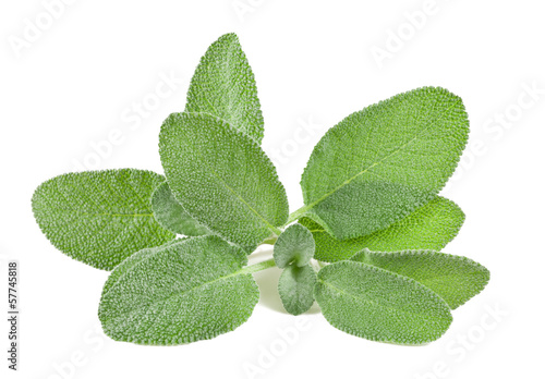 Photo: Sage Sage