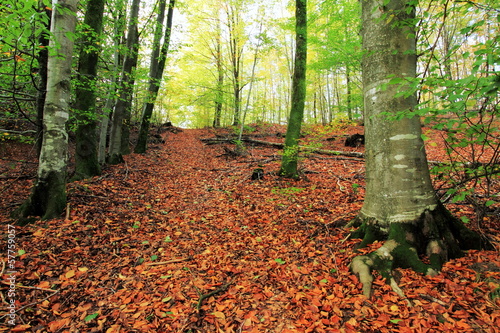 Photo: Forêt en automne Forêt en automne