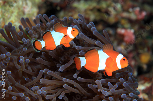 Photo: Clownfish (Amphiprion ocellaris) Clownfish (Amphiprion ocellaris)