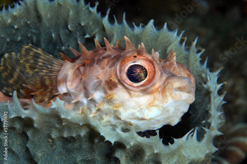 Photo: Shortspine porcupinefish (Cyclichthys orbicularis) Shortspine porcupinefish (Cyclichthys orbicularis)