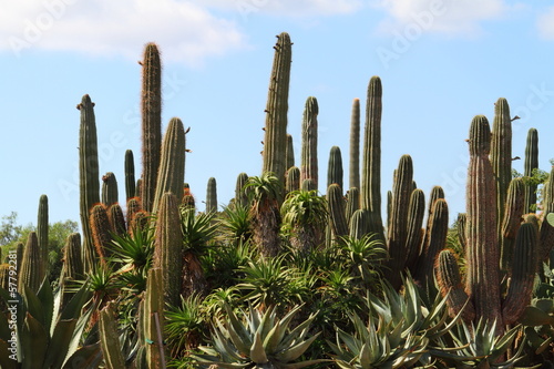 Photo: Cacti at Bontanicactus,Ses Selines, Mallorca, Spain Cacti at Bontanicactus,Ses Selines, Mallorca, Spain