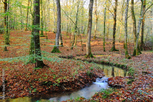 Photo: Serpent d'eau en forêt Serpent d'eau en forêt