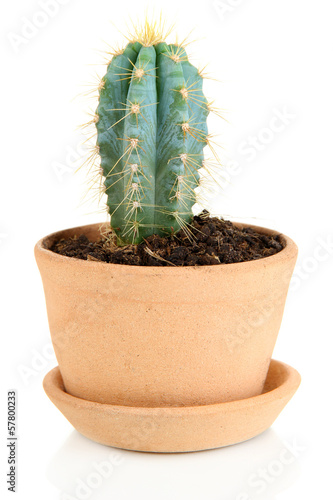 Photo: Beautiful cactus in flowerpot, isolated on white Beautiful cactus in flowerpot, isolated on white