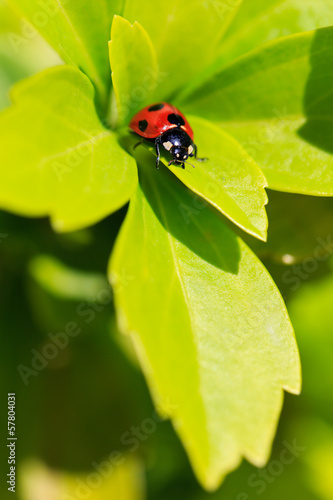 Photo: ナナホシテントウ虫のアップ ナナホシテントウ虫のアップ