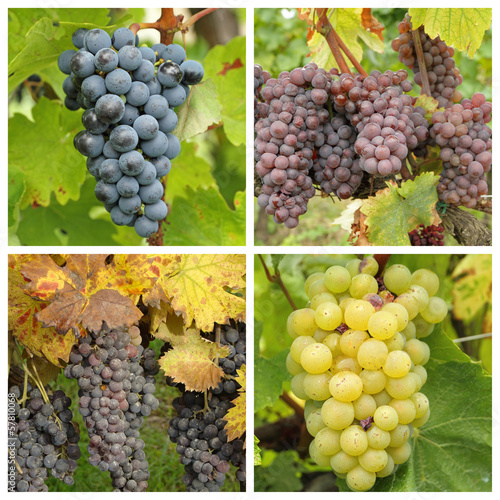 closeup of ripe wine bunch grapes in vineyard - collage
