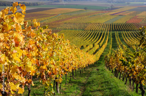 Photo: Autumn vineyard landscape in Rhine Valley, Germany Autumn vineyard landscape in Rhine Valley, Germany