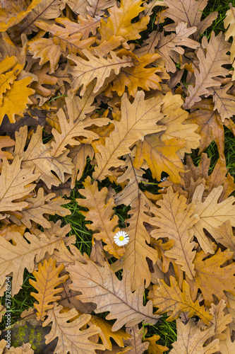 Photo: Herbstlaub Herbstlaub