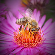 The Honey bee (Apis mellifera) pollinating of New York aster. The Honey bee (Apis mellifera) pollinating of New York aster.