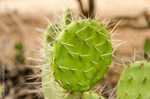 Photo: Closeup Cactus Closeup Cactus