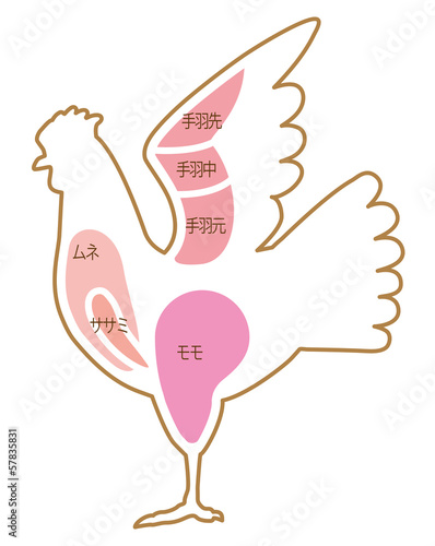 Illustration: 鶏肉部位 鶏肉部位