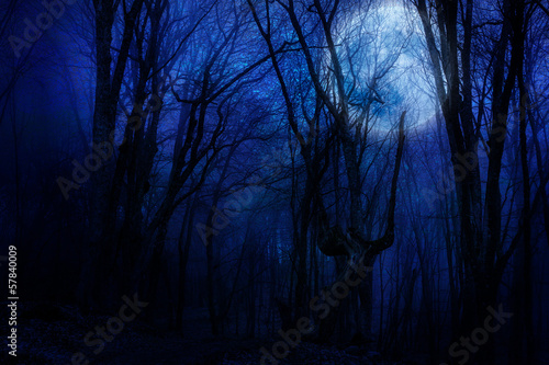 Illustration: dark night forest agaist full moon dark night forest agaist full moon
