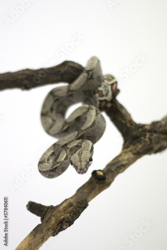 Photo: Boa Constrictor Snake Boa Constrictor Snake