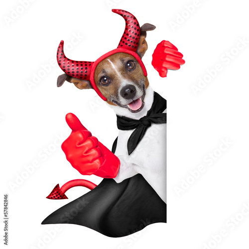 Photo: devil dog devil dog
