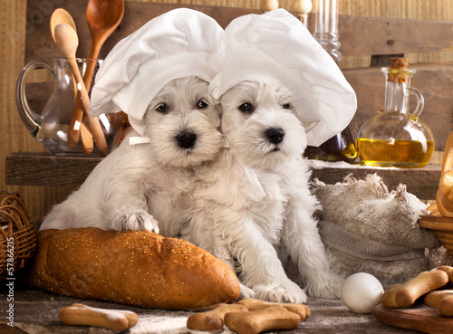 Photo: Miniature Schnauzer in chef's hat Miniature Schnauzer in chef's hat