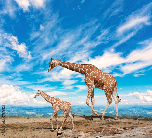 Fototapeta family of giraffes goes against the blue sky