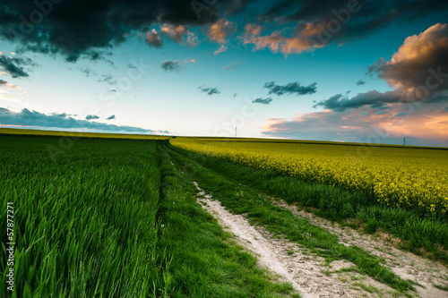 Photo: Rapsfeld am Sommerabend Rapsfeld am Sommerabend