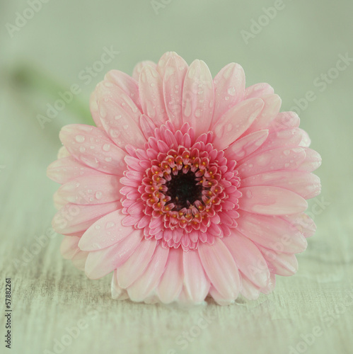 Photo: flower Gerber flower Gerber