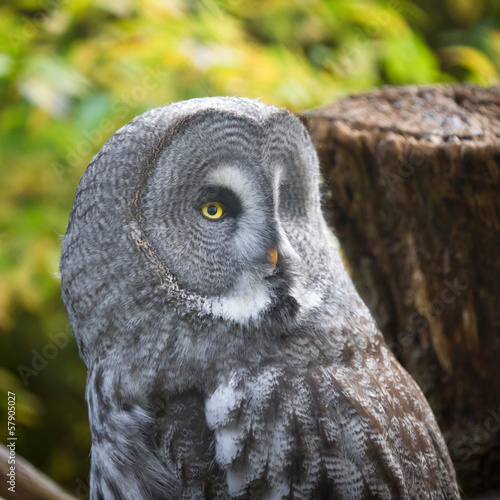 Photo: Short-eared Owl Short-eared Owl