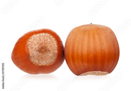 Photo: Ripe filberts Ripe filberts