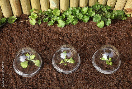Photo: plantation de salades sous cloches en plastique plantation de salades sous cloches en plastique