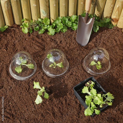Photo: plantation de salades sous cloches en plastique plantation de salades sous cloches en plastique