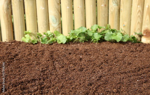 Photo: terreau et bordure en bois terreau et bordure en bois