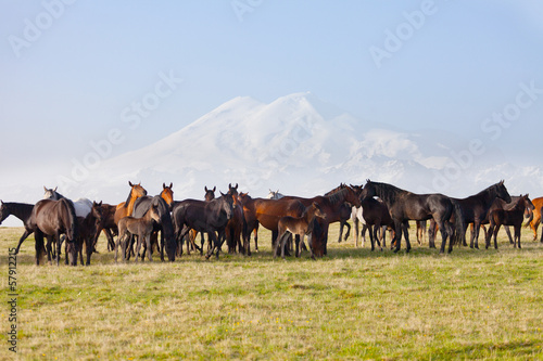 Photo: Herd of horses on a summer pasture. Caucasus Herd of horses on a summer pasture. Caucasus