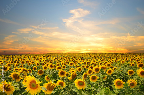 Fototapeta sunflowers