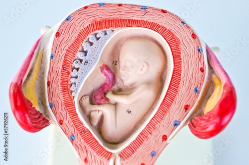 Photo: fetus anatomy model fetus anatomy model