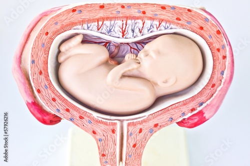 Photo: fetus anatomy model fetus anatomy model