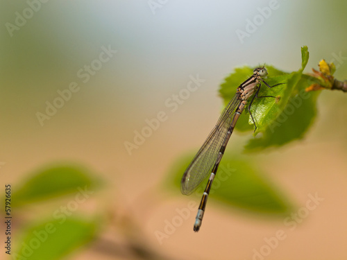 Photo: Dragonfly resting on leaf Dragonfly resting on leaf