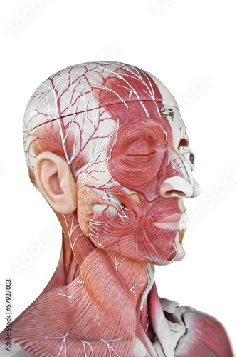 Photo: human anatomy human anatomy