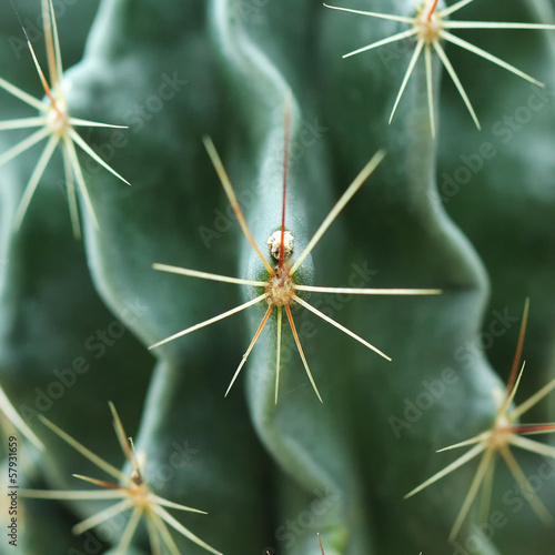 Photo: Closeup of beautiful cactus Closeup of beautiful cactus